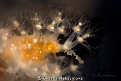Spiny Spider crab (Achaeus spinosus) by Oksana Maksymova 